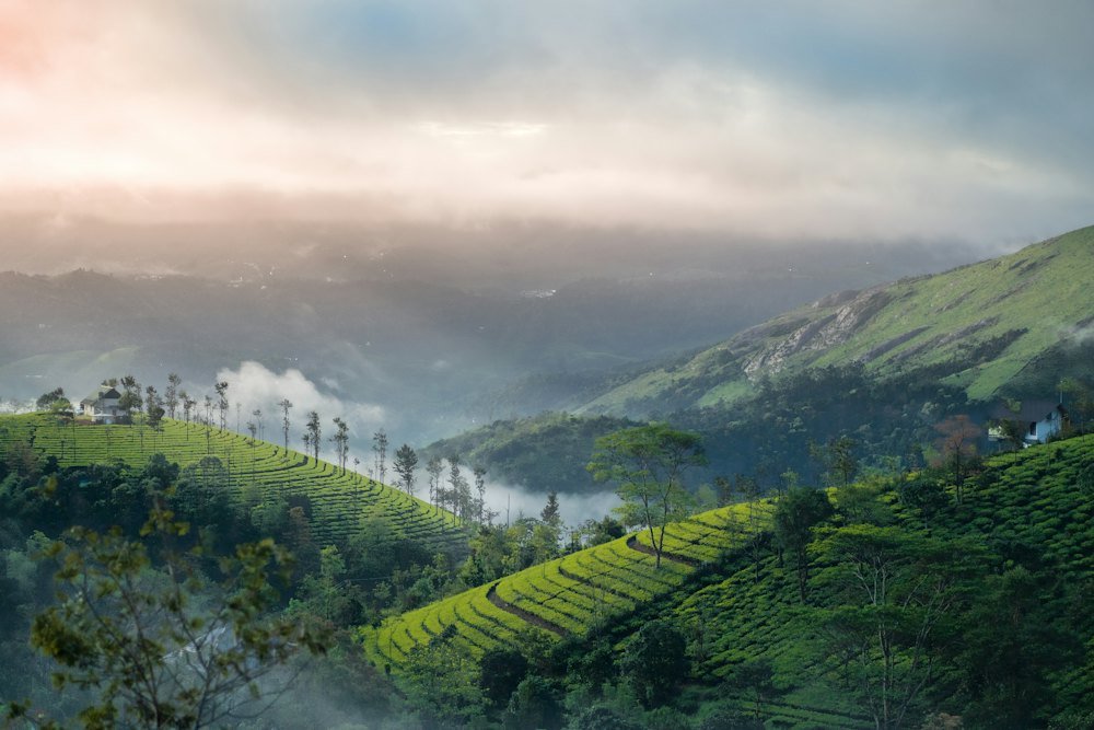 Vagamon meadows and pine forest tour package
